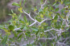 Pseudoziziphus parryi