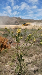 Leucadendron chamelaea