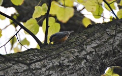 Sitta europaea