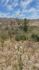 Leucadendron chamelaea