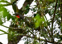 Penelope superciliaris