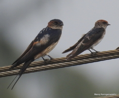 Petrochelidon fluvicola