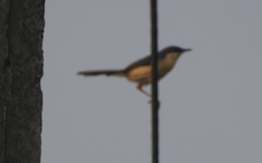Prinia socialis