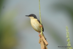 Prinia socialis