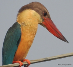 Pelargopsis capensis