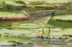 Hydrophasianus chirurgus