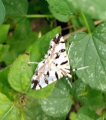 Conchylodes salamisalis