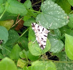 Conchylodes salamisalis