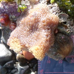 Sigapatella novaezelandiae