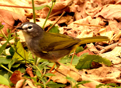 Myiothlypis leucoblephara