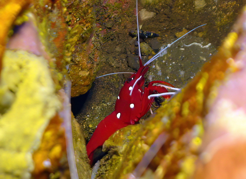 Photo of Fire Shrimp (Lysmata debelius)