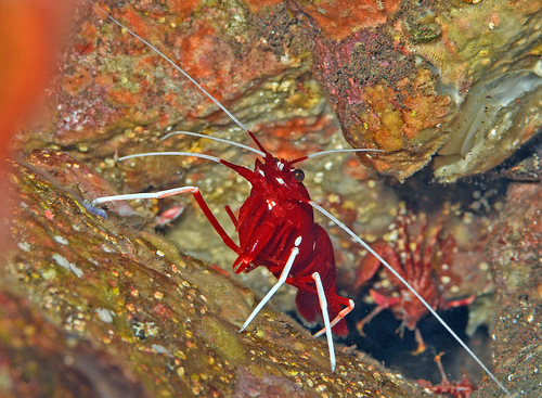Photo of Fire Shrimp (Lysmata debelius)