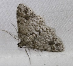 Myrioblephara desumpta