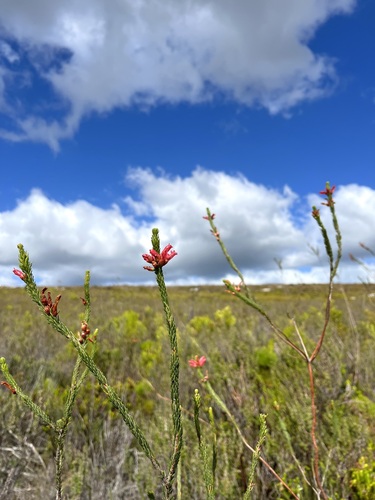 Image of Limestone Heath (Erica regia) by (c) Charleen Brunke, some rights reserved (CC BY)