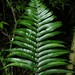 Cyclodium guianense - Photo 由 Nils Servientis - Bivouac Naturaliste 所上傳的 (c) Nils Servientis - Bivouac Naturaliste，保留部份權利CC BY-NC