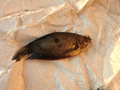 Trichopodus trichopterus