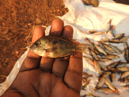 Pseudetroplus maculatus