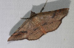 Aglaopus centiginosa