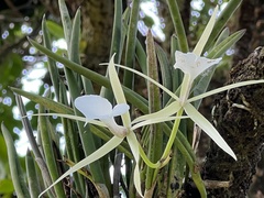 Brassavola nodosa image