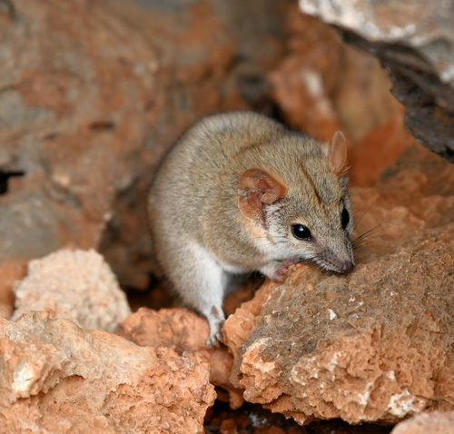 Fat-tailed Pseudantechinus (Pseudantechinus macdonnellensis) — Least Concern Mammalia