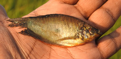 Trichopodus trichopterus