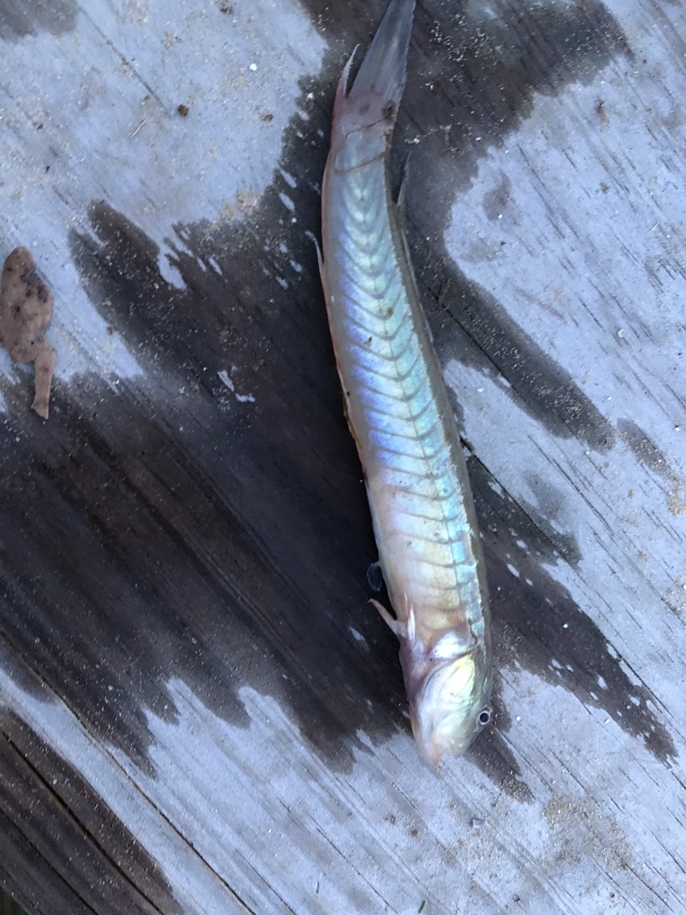 Highfin Goby