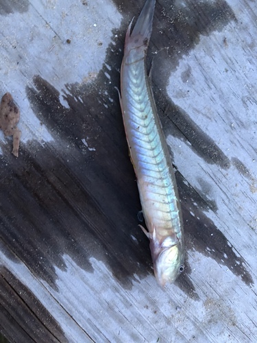 Gobionellus oceanicus