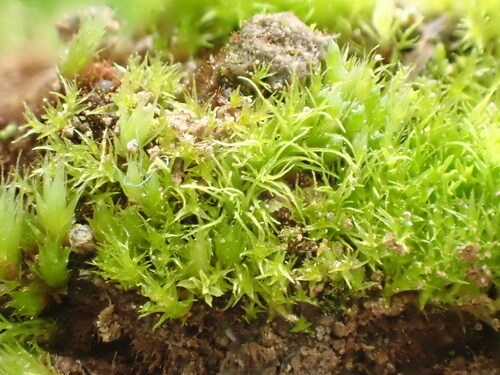 Trichodon cylindricus, 2023-05-01