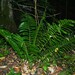 Didymochlaena amazonica - Photo (c) Nils Servientis - Bivouac Naturaliste, some rights reserved (CC BY-NC), uploaded by Nils Servientis - Bivouac Naturaliste