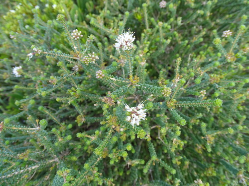 Image of Agathosma muirii by (c) Shaun Swanepoel, some rights reserved (CC BY)