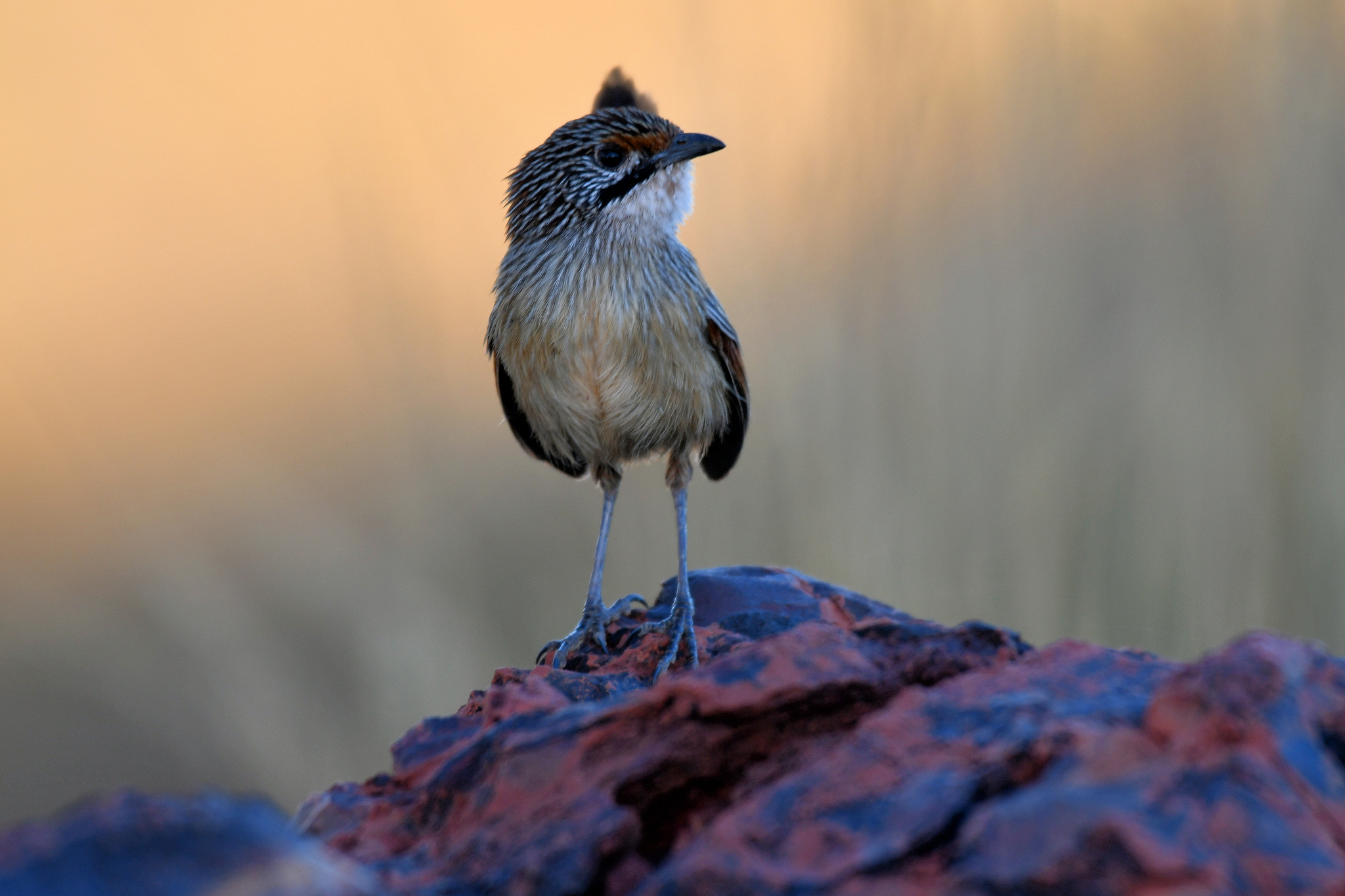 Pilbara Grasswren (Amytornis whitei), photo 3