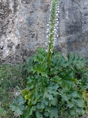 Acanthus mollis subsp. platyphyllus image