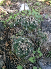 Coryphantha nickelsiae