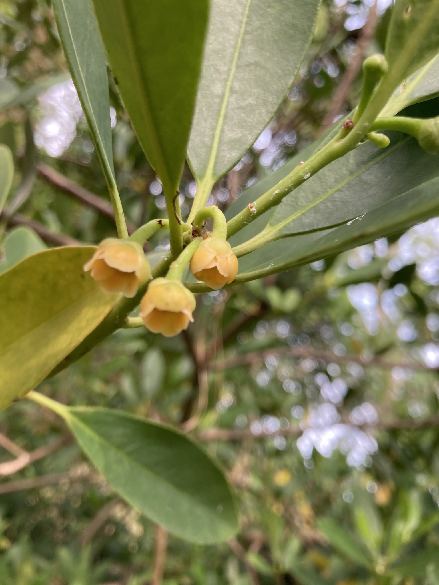 Illicium parviflorum