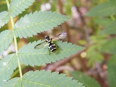 Xanthogramma pedissequum