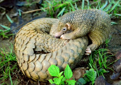 Philippine Pangolin (Manis culionensis) — Critically Endangered Mammalia