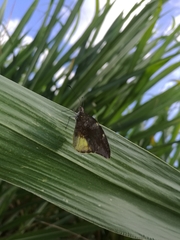 Lieinix nemesis atthis