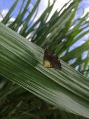 Lieinix nemesis atthis