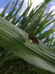 Lieinix nemesis atthis