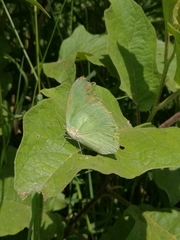 Aphrissa statira statira