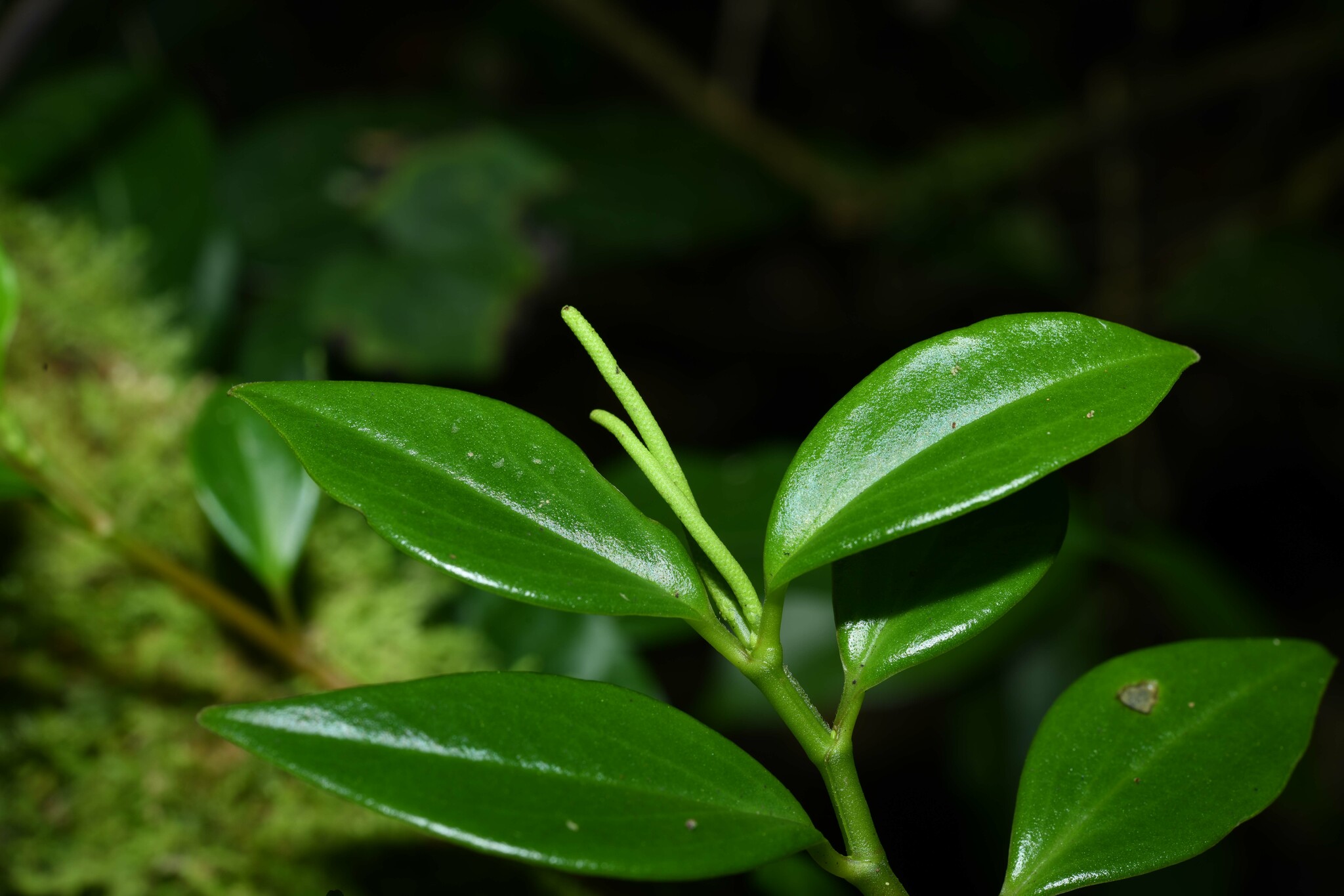 Peperomia glabella