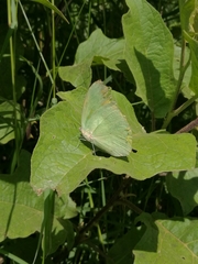 Aphrissa statira statira