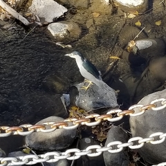 Nycticorax nycticorax