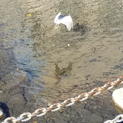 Nycticorax nycticorax