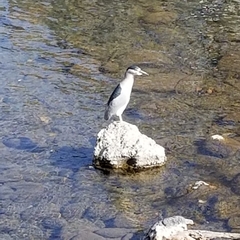 Nycticorax nycticorax