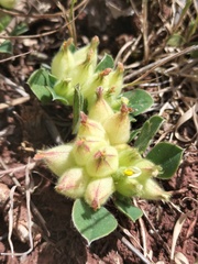 Tripodion tetraphyllum image