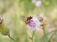 Sicus ferrugineus