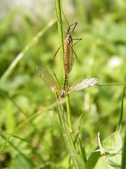 Nephrotoma flavescens