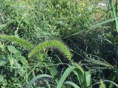Setaria italica