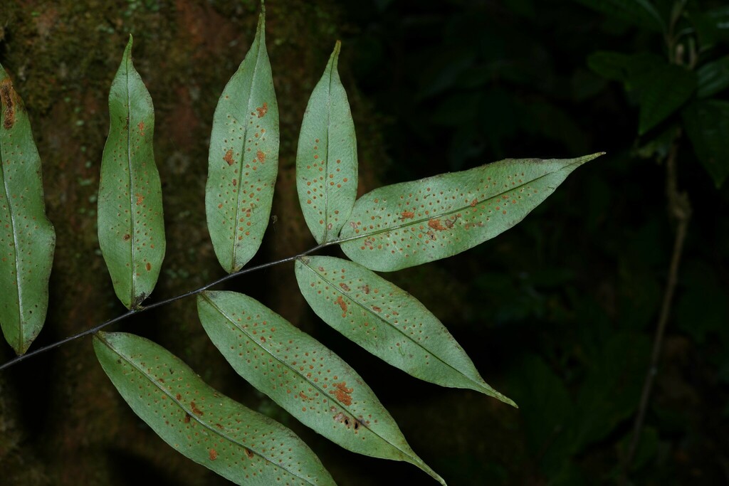 Serpocaulon articulatum